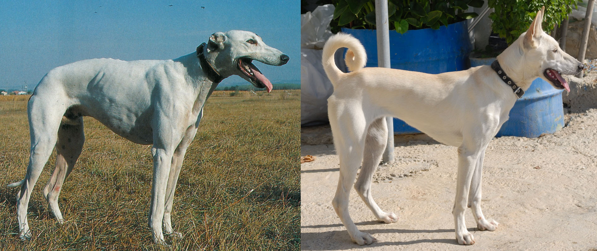 Sighthounds And Primitive Dogs In Italy And The Mediterranean Basin Dicasamarziali