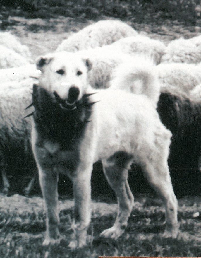 Three Ancient Italian Dog Breeds By Alberto Bertelli Dicasamarziali