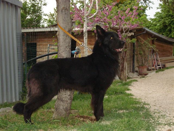 Three Ancient Italian Dog Breeds By Alberto Bertelli Dicasamarziali