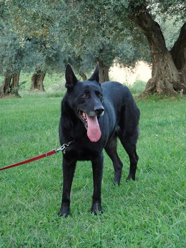 italian guardian dog