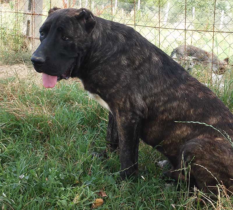 Cane Corso Rustico Tradizionale Dicasamarziali