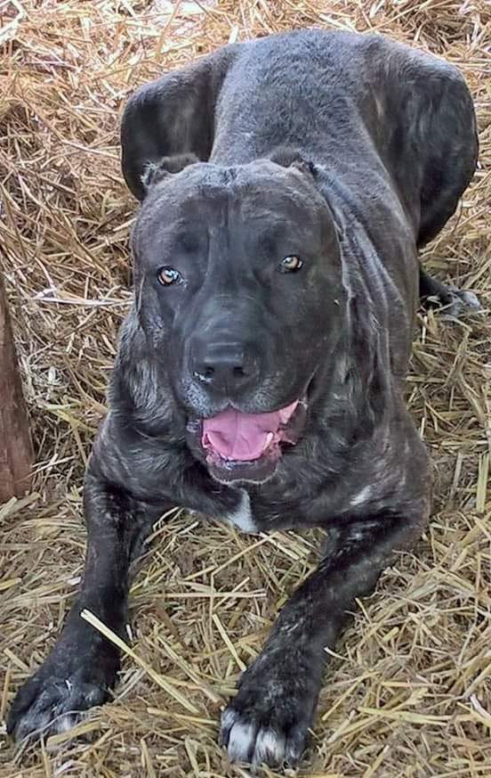 Cane Corso Rustico Tradizionale Dicasamarziali
