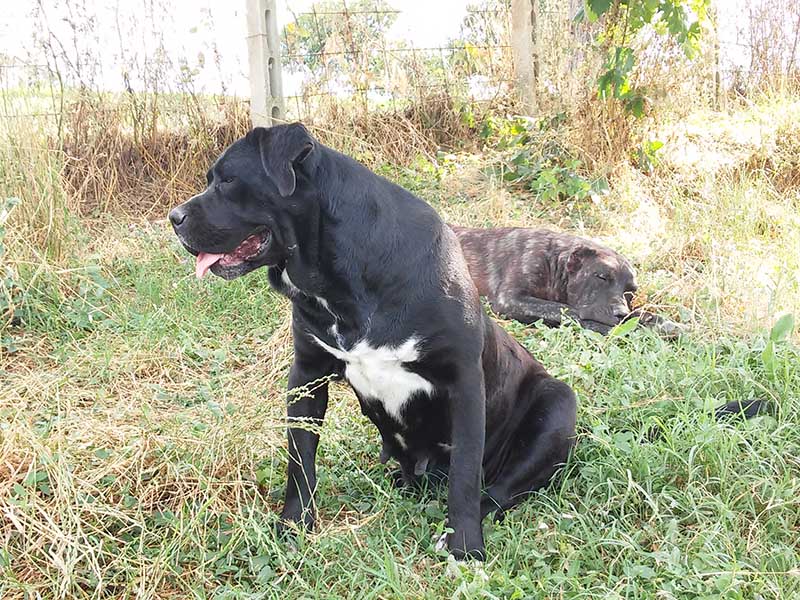 Cane Corso Nero Dicasamarziali