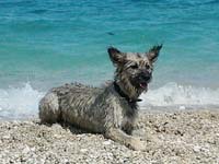 Moka, femmina cane paratore