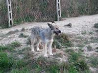 mastino abruzzese