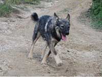 cane da lavoro
