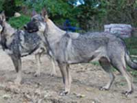 mastino abruzzese