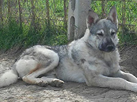 cane toccatore femmina