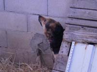 cane paratore/toccatore