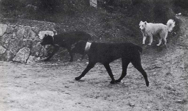 hunting with cane corso