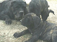 cucciolata cane corso rustico tigrato