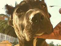 cucciolata cane corso rustico