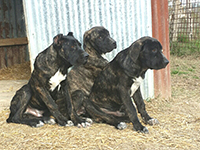 cucciolata cane corso rustico