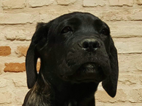 cane corso nero focato