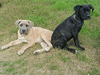 cucciolata cane corso rustico