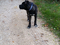 cane corso nero focato