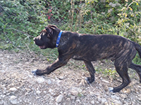 cane corso nero focato