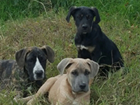 cane corso puppy black