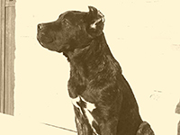 cuccioli cane corso rustico