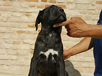 italian cane corso black puppy