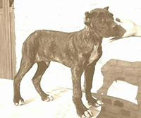italian mastiff puppy