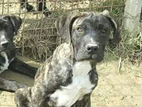 cane corso cuccioli