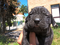 cuccioli cane corso rustico