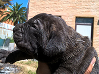 cuccioli cane corso rustico