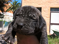 cane corso tigrato cucciolo