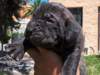 cane corso cuccioli