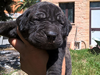 cane corso nero focato
