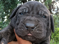 cucciolata cane corso rustico