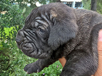 cuccioli cane corso nero