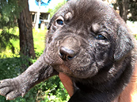 cane corso nero cucciola
