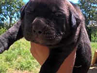 cuccioli cane corso rustico
