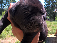 cane corso tigrato cucciolo
