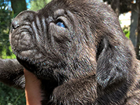 cane corso nero 