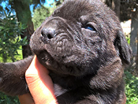 cucciolata cane corso rustico