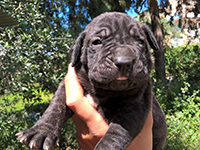 cuccioli cane corso nero