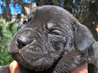 cane corso puppy black