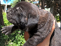 cuccioli cane corso rustico