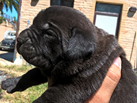 cane corso cuccioli