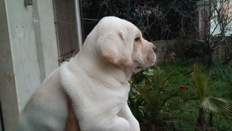 Cuccioli Di Cane Corso Rustico Dicasamarziali
