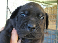 cuccioli cane corso nero