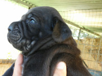 cuccioli cane corso rustico