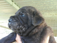 rustic cane corso puppy