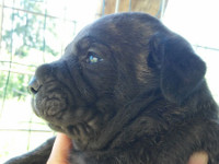 cane corso tigrato cucciolo