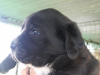 cane corso puppy