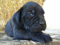 cane corso black puppy