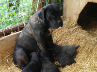 cucciolata cane corso rustico